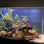 8 gallons planted tank (mostly live plants and fish) - 8 gallons planted tank