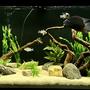 freshwater fish stocking in 75 gallons tank - 75G SA Cichlid Tank