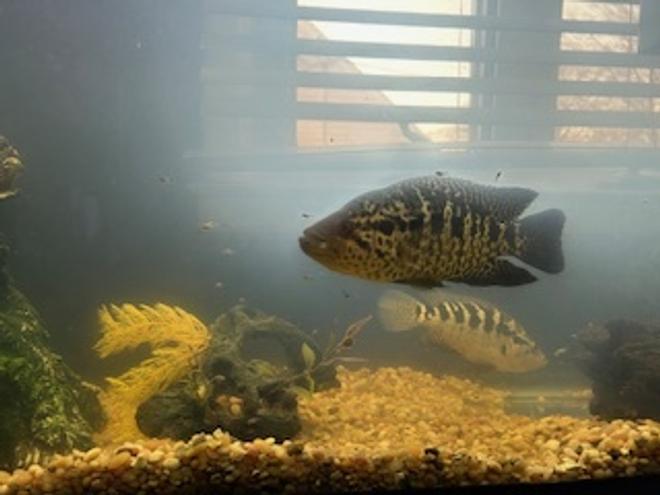 55 gallons freshwater fish tank (mostly fish and non-living decorations) - Managuense and their fry