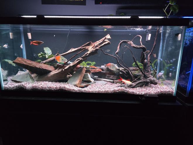 freshwater fish stocking in 75 gallons tank - Community tank