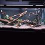 freshwater fish stocking in 75 gallons tank - Community tank