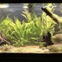 fish tank picture - 75 gallon growing in nicely 65 nano fish community tank