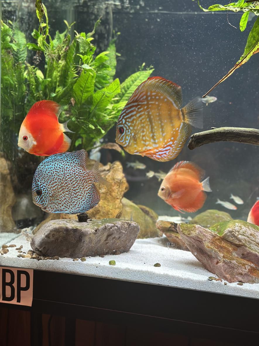Rated #3: Freshwater Fish Stocking In 125 Gallons Tank - Discus: The King of the Freshwater Fish