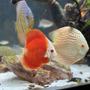 fish tank picture - Discus