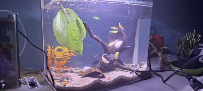 freshwater fish stocking in 10 gallons tank - 32L tank - 1 Guppy, 1 Widow, 2 Platies, 2 Mollies, 3 Zebra DainosDecorated using: 500g Driftwood, 1.5kg sand, 1kg Gravel, 3-4 White stones, 1 Betel leaf for tannins, 2 DIY Coconut Shell caves, 1 Artificial plant, 1 PVC Pot Cave