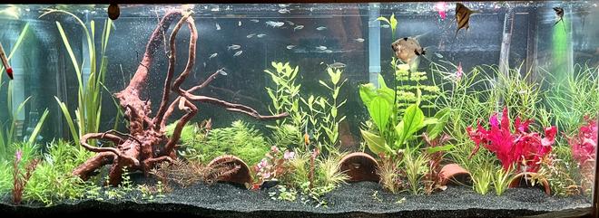 75 gallons freshwater fish tank (mostly fish and non-living decorations) - 75 Gallin