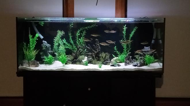 220 gallons freshwater fish tank (mostly fish and non-living decorations) - Bring it on like Donkey Kong