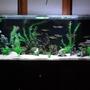 220 gallons freshwater fish tank (mostly fish and non-living decorations) - Bring it on like Donkey Kong
