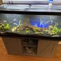 75 gallons planted tank (mostly live plants and fish) - 75 gal