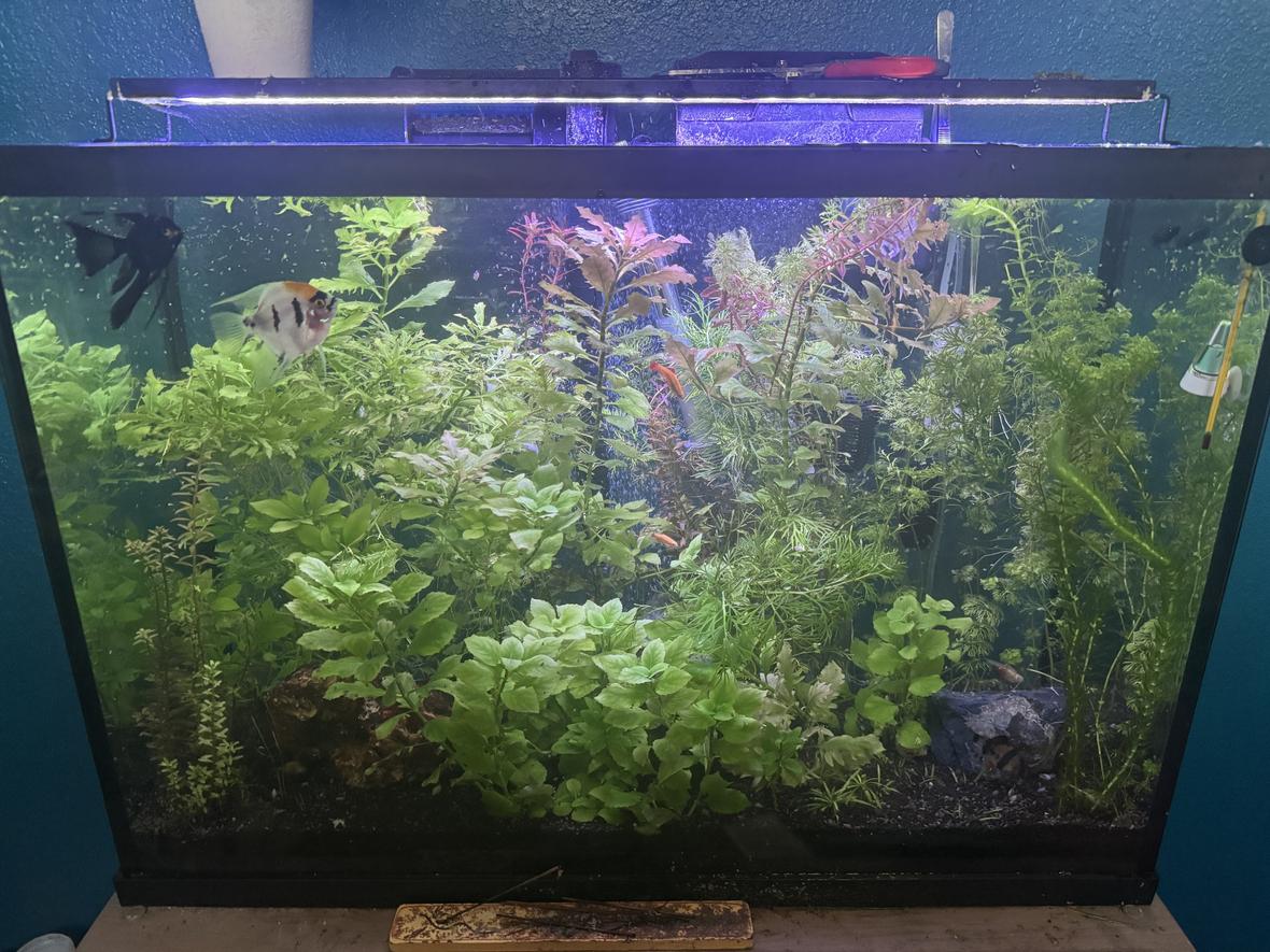 30 gallons planted tank (mostly live plants and fish) - First planted tank