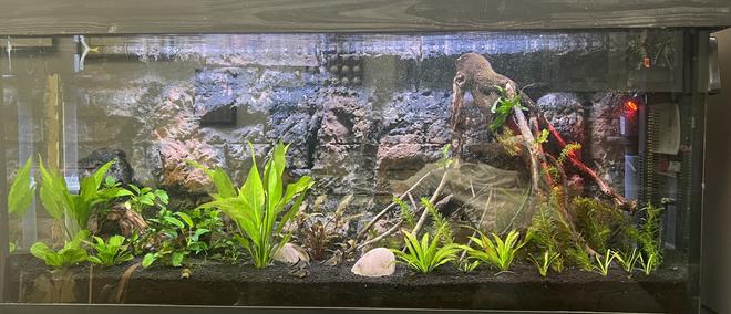 60 gallons planted tank (mostly live plants and fish) - Angelfish Community