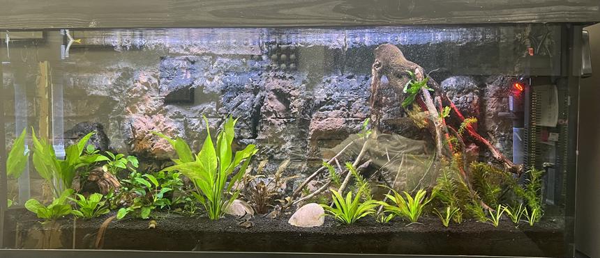 Rated #1: 60 Gallons Planted Tank - Angelfish Community