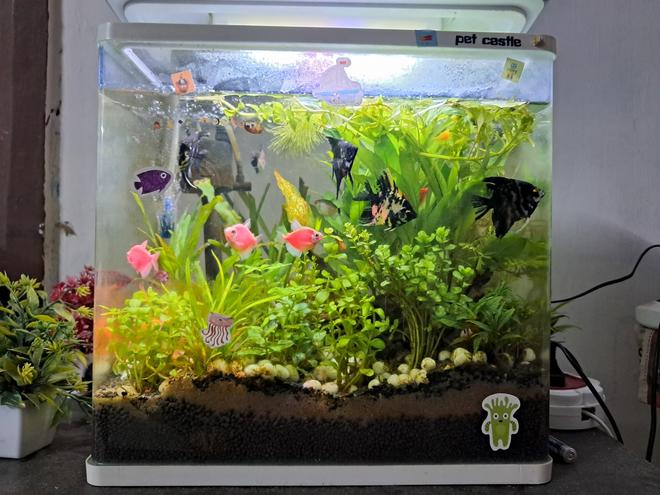 6 gallons planted tank (mostly live plants and fish) - My attempt after 4 minths in the hobby