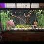 90 gallons planted tank (mostly live plants and fish) - Rivendell for fish