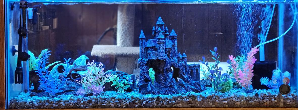 55 gallons freshwater fish tank (mostly fish and non-living decorations) - Castle