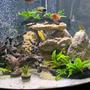 47 gallons planted tank (mostly live plants and fish) - My tank