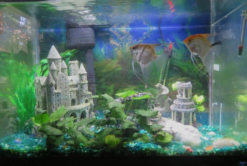 Rated #12: 20 Gallons Planted Tank - My 20 gallon busy tank