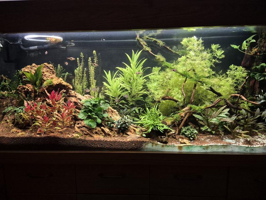 Rated #2: 300 Gallons Planted Tank - Planted tank