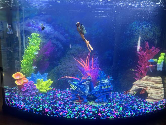 40 gallons freshwater fish tank (mostly fish and non-living decorations) - My Tank. . .
