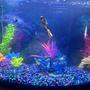 40 gallons freshwater fish tank (mostly fish and non-living decorations) - My Tank. . .