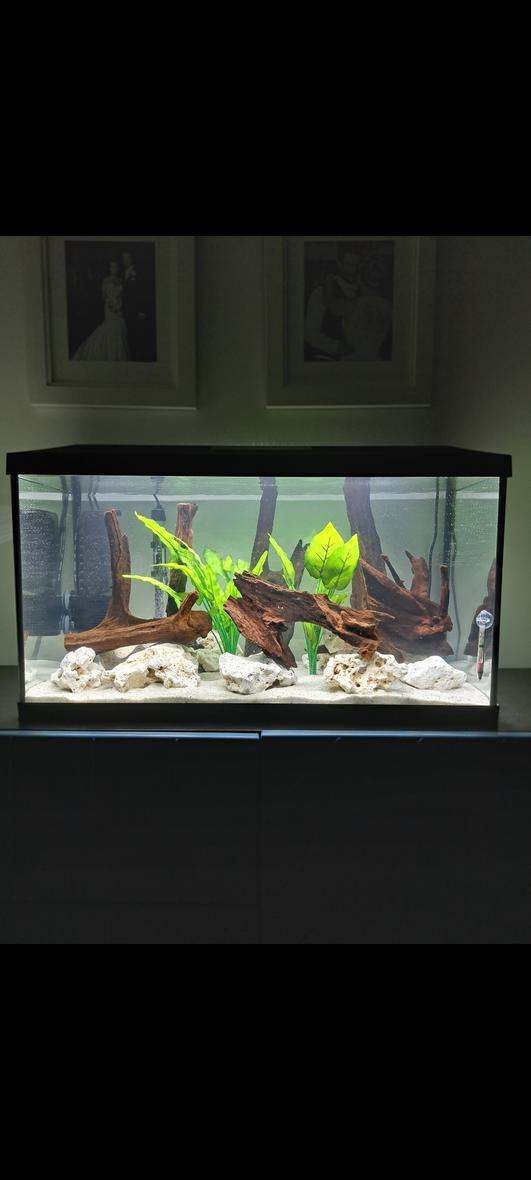 freshwater fish stocking in 30 gallons tank - Pea Puffer Paradise