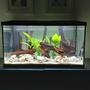 freshwater fish stocking in 30 gallons tank - Pea Puffer Paradise