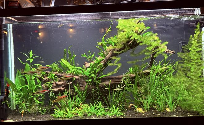 90 gallons planted tank (mostly live plants and fish) - 90g planet