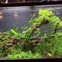 90 gallons planted tank (mostly live plants and fish) - 90g planet