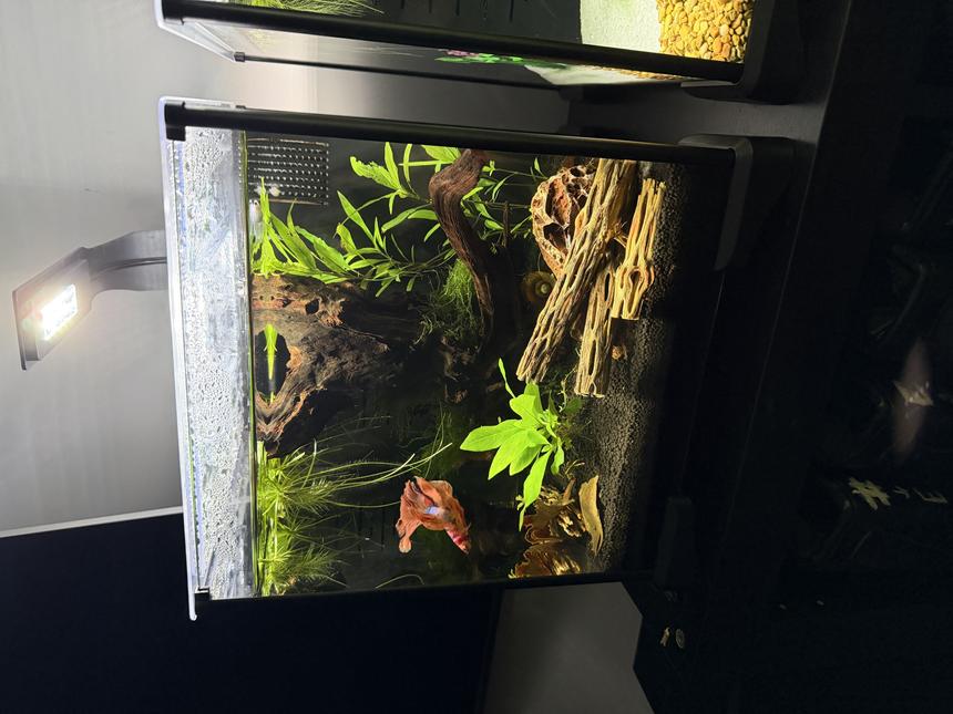 Rated #16: 6 Gallons Planted Tank - 6 Gallon Fluval Betta Candy Koi Betta, Mystery Snail, Amano Shrimp, Platinum Rice Fish, Yellow Back Golden Shrimp