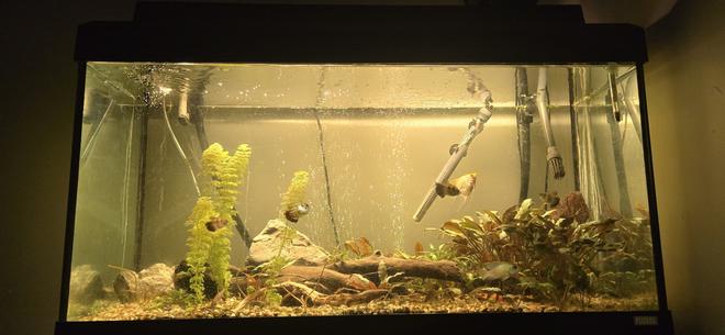 50 gallons planted tank (mostly live plants and fish) - Probably doesn't have every fish in the photo, but you can see the layout of my plants/wood etc