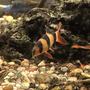fish tank picture - Clown loach