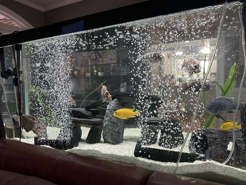 Rated #6: 75 Gallons Freshwater Fish Tank - My Africans.