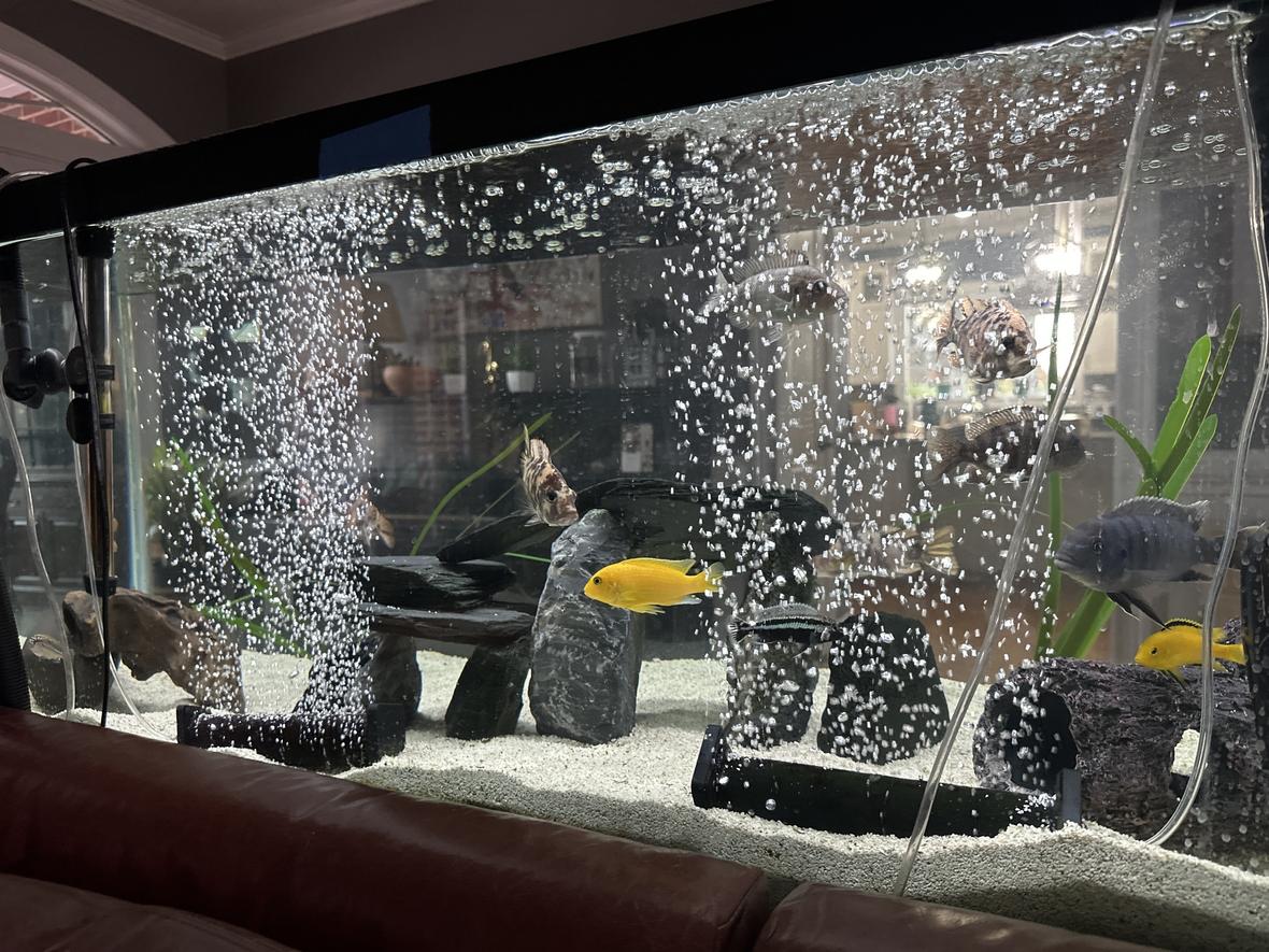 75 gallons freshwater fish tank (mostly fish and non-living decorations) - My Africans.