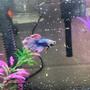 freshwater fish stocking in 6 gallons tank - My 5.5 gallon tank, home to my Veiltail Betta
