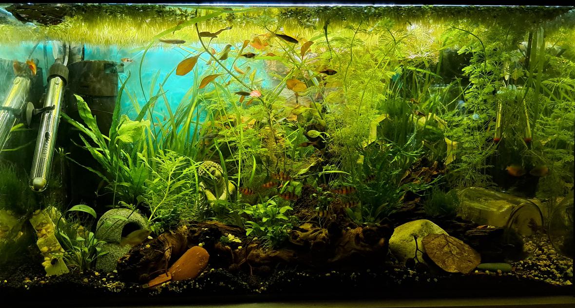 25 gallons planted tank (mostly live plants and fish) - 25g planted SE Asia community