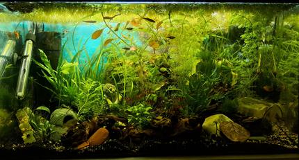 25 gallons planted tank (mostly live plants and fish) - 25g planted SE Asia community
