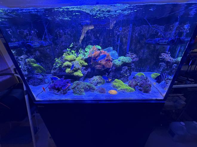 91 gallons saltwater fish tank (mostly fish, little/no live coral) - My Reef