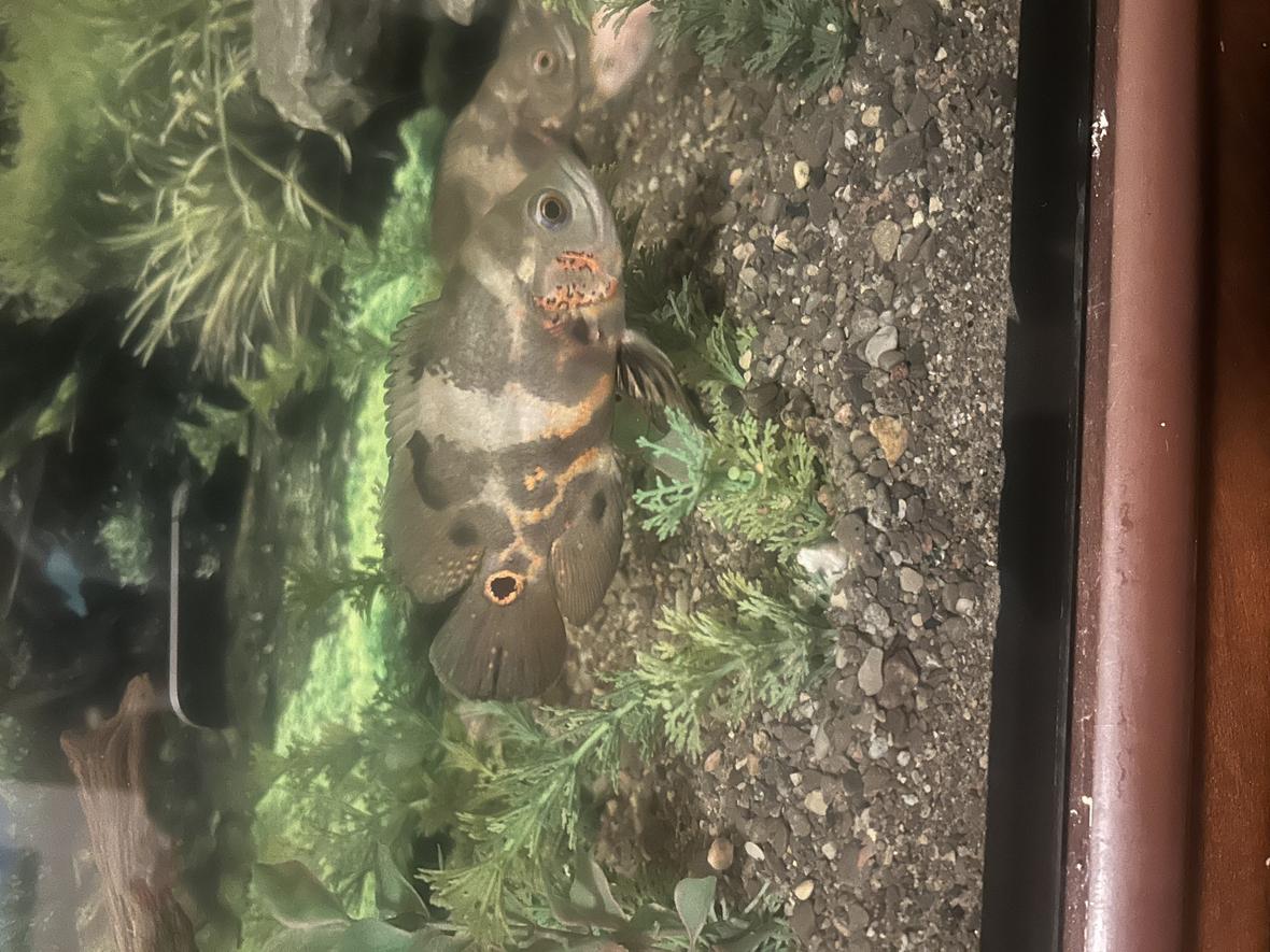 freshwater fish stocking in 65 gallons tank - 4 month old Oscar named Osborne