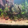 30 gallons planted tank (mostly live plants and fish) - this is my most recent pic of my 30gal this is also my first ever tank