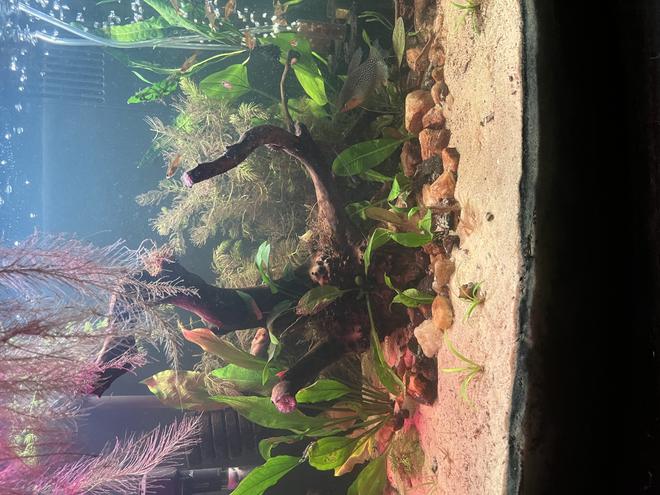 30 gallons planted tank (mostly live plants and fish) - this is my most recent pic of my 30gal this is also my first ever tank