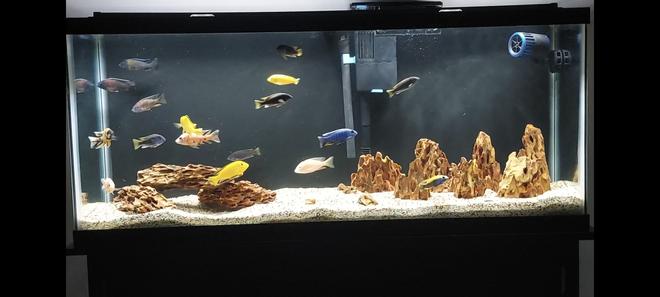 freshwater fish stocking in 55 gallons tank - African cichlids