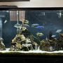 freshwater fish stocking in 100 gallons tank - Freshly update. System has an uptime of over 17 years now.