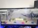view more best photos of variety 34 gallons tanks 