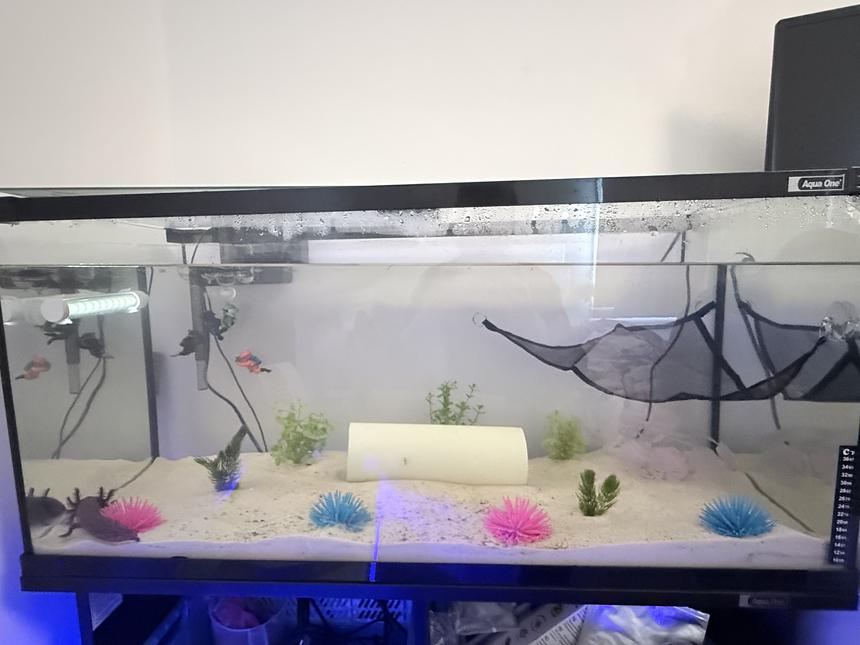 Rated #2: 34 Gallons Freshwater Fish Tank - First ever axolotl