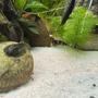 fish tank picture - .