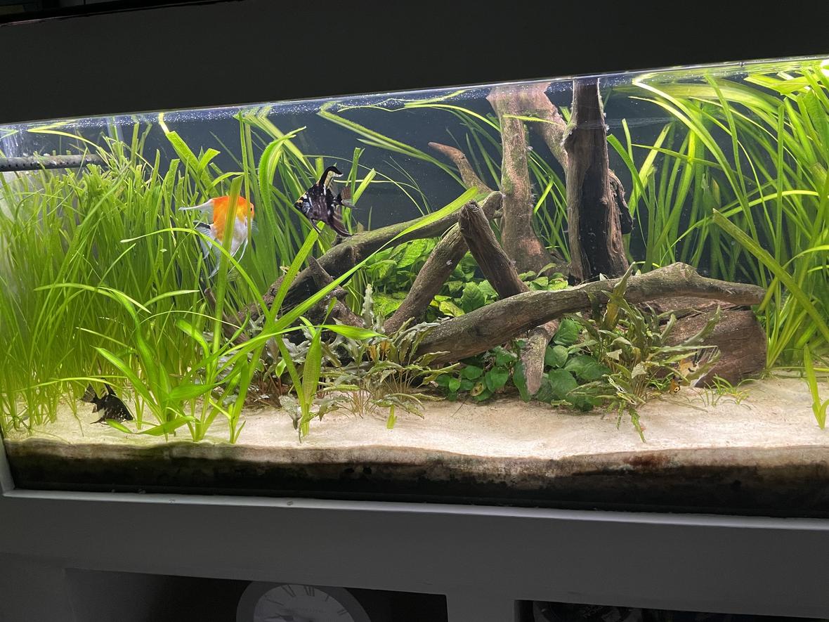 52 gallons planted tank (mostly live plants and fish) - Main tank