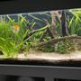 52 gallons planted tank (mostly live plants and fish) - Main tank