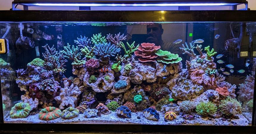 Rated #1: 75 Gallons Reef Tank - My 75 gallon mixed reef.