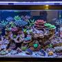 75 gallons reef tank (mostly live coral and fish) - My 75 gallon mixed reef.