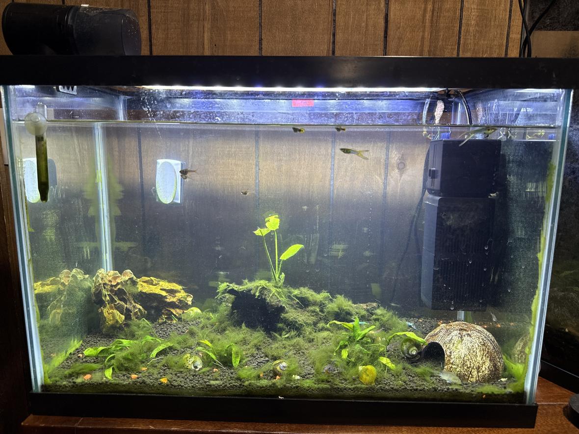 20 gallons planted tank (mostly live plants and fish) - Full tank. Filter is running. Just on low.